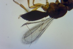 Scelionidae