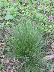 Allium schoenoprasum