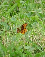 Boloria bellona