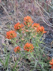 Castilleja