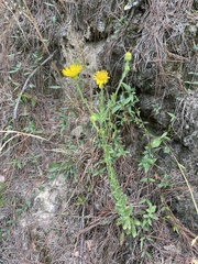 Chrysopsis gossypina