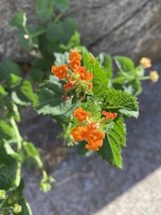 Lantana urticoides