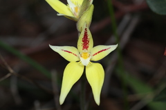 Caladenia flava flava