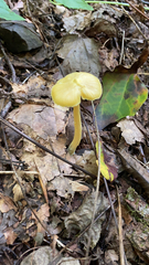 Entoloma murrayi