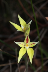 Caladenia flava flava