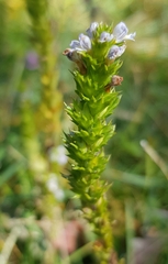Euphrasia hirtella
