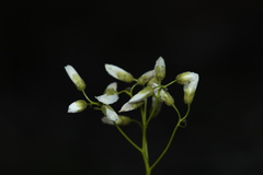 Drosera pallida