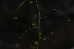 Drosera pallida