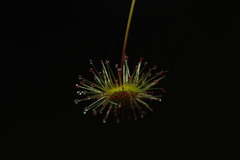 Drosera pallida