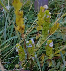 Euphrasia hirtella