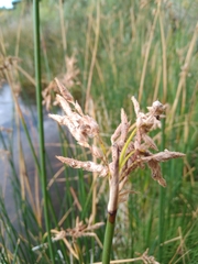 Schoenoplectus acutus