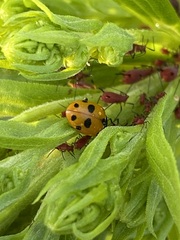 Uroleucon nigrotuberculatum