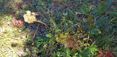 Conioselinum tataricum