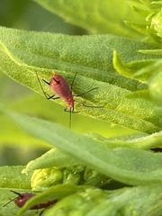 Uroleucon nigrotuberculatum