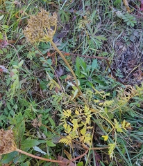 Conioselinum tataricum