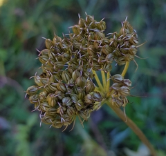 Conioselinum tataricum