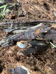 Lucanidae