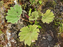 Gunnera