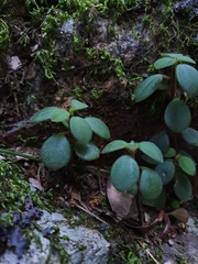 Peperomia leptostachya