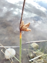 Eleocharis palustris