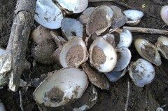 Truncilla truncata