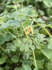 Kallstroemia parviflora