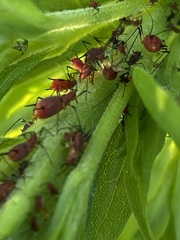 Uroleucon nigrotuberculatum