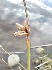 Eleocharis palustris