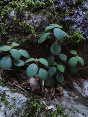 Peperomia leptostachya