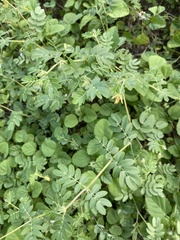 Kallstroemia parviflora