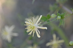 Clematis