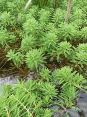 Myriophyllum aquaticum