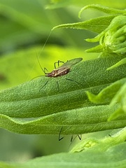 Uroleucon nigrotuberculatum