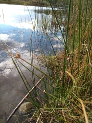 Eleocharis palustris