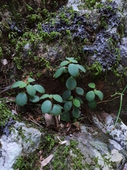 Peperomia leptostachya
