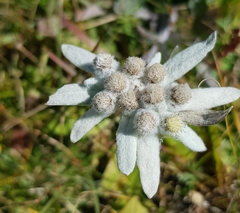 Leontopodium ochroleucum