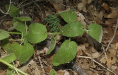 Stachys stebbinsii