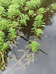 Myriophyllum aquaticum