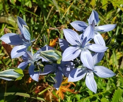 Lomatogonium carinthiacum