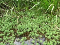 Myriophyllum aquaticum