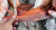 Holocentrus adscensionis