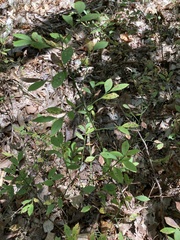 Vaccinium elliottii