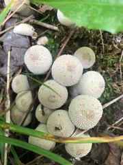 Lycoperdon