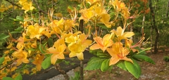 Rhododendron calendulaceum