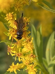 Pimpla pedalis