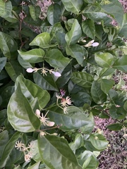 Jasminum