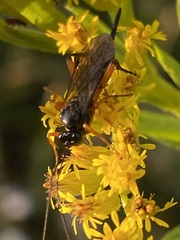 Pimpla pedalis