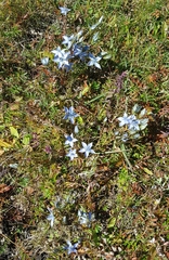 Lomatogonium carinthiacum