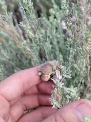 Rhopalomyia pomum