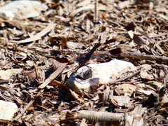 Brachythemis impartita